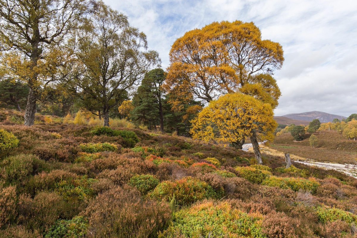 Next Saturday we're taking over Perth Concert Hall for the #BigPictureConference.
We can't wait to hear from our fantastic line-up of speakers, covering a wide range of rewilding topics in what will be a fascinating day.

There's still time to get tickets: scotlandbigpicture.com/conference