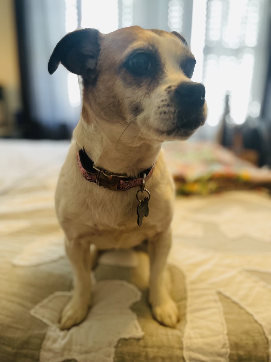 PawPlan's tweet photo. Cookie πͺ currently in #fostercare π€ #pugglemix https://t.co/u1rdtS9g3K