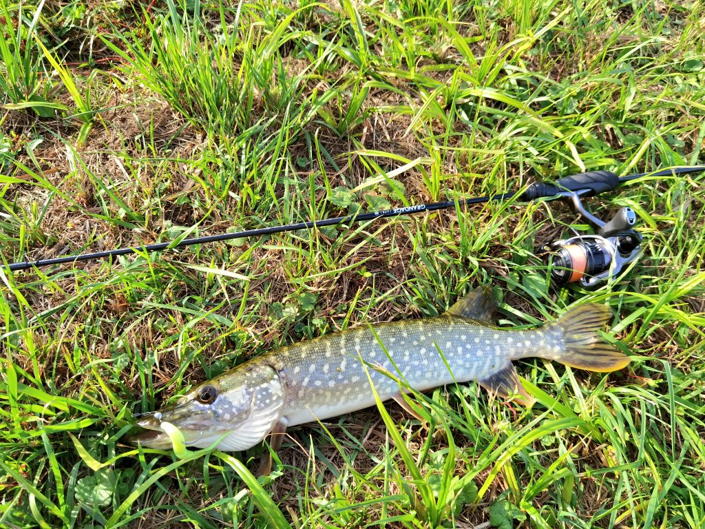 _ajimaster's tweet image. Под конец сезона🎣🌤️
#freshwaterfishing