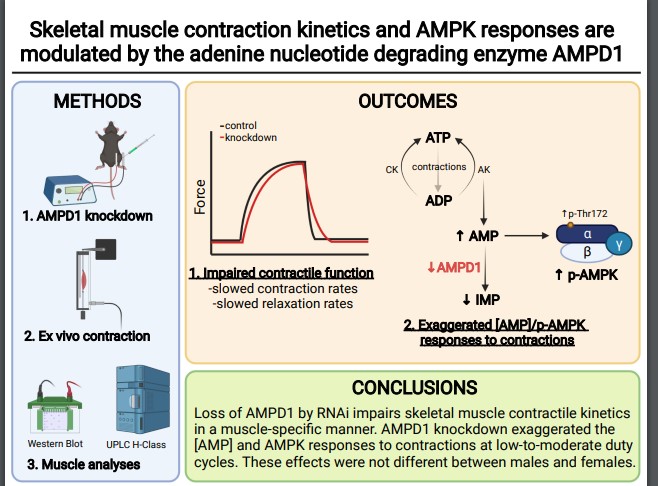 Journal of Applied Physiology tweet media
