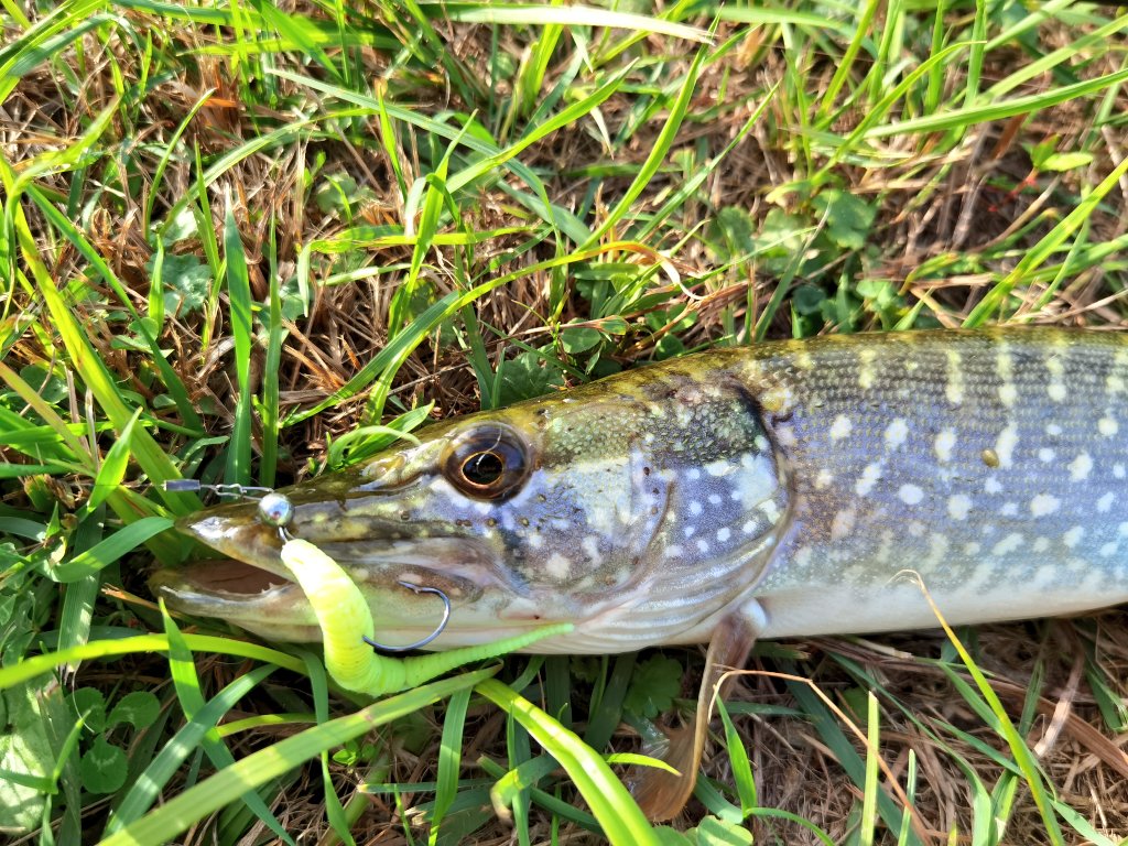 _ajimaster's tweet image. Под конец сезона🎣🌤️
#freshwaterfishing