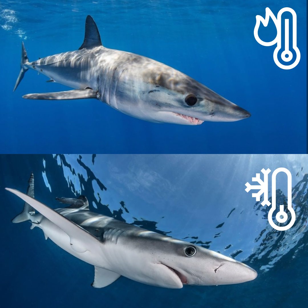 Shark Education on Twitter "Although the shortfin mako shark & the