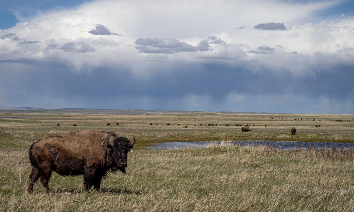 New Extension factsheet article about, "Are bison amenable or non-amenable? How does the definition of bison affect harvest systems and quality of meat and carcasses?" Enjoy!

extension.sdstate.edu/are-bison-amen…