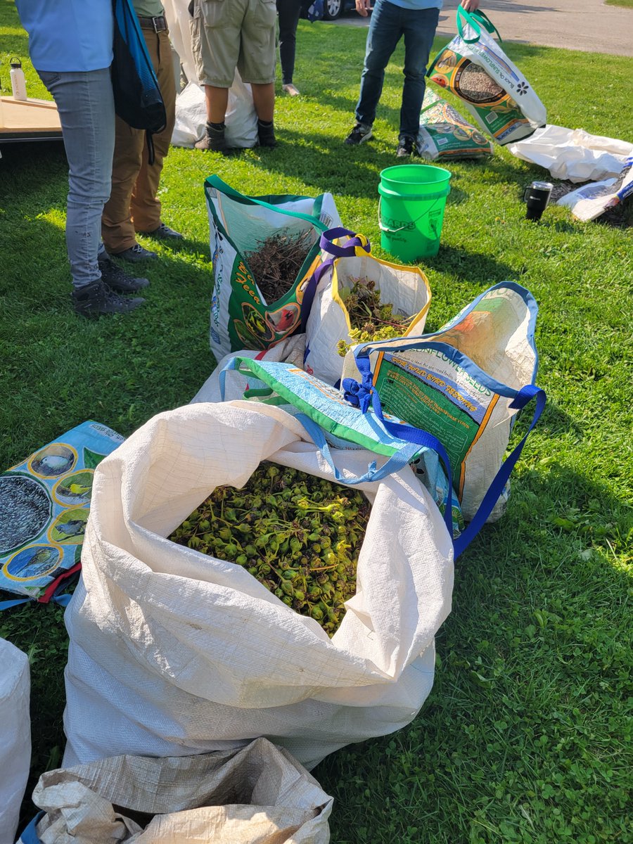 cleanlakes's tweet photo. We love seed-collection days! Yesterday, we had volunteers from @NationsLending & @amfam collecting native seeds at Lake Farm Co. Park. Seeds will be used to create & maintain future native prairies, which can help with better infiltration.
TY host partner #DaneCountyParks! https://t.co/AVMSIfnO5F