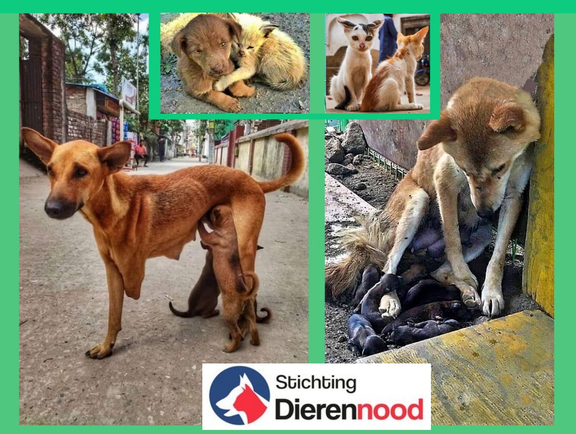 Het doel van de maand: Stichting Dierennood
Stichting dierennood pakt het zwerfdierenprobleem bij de kern aan m.b.v. sterilisaties en castraties. Hierdoor worden er niet nóg meer zwerfdieren geboren.

Shop via doelshop.nl/dierennood

#donatie #doelshop #shopdonation #dierennood