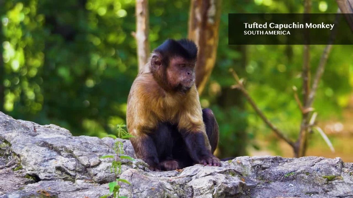 museum_nature's tweet photo. Lovely animals, take you to a harmonious #Environment [Video]: Lovely animals, take you to a harmonious environment 2: Animals, harmony, care for the environment,.. News video on One News Page on Friday, 16 September 2022 https://t.co/7D78vqLorn https://t.co/0SEMg0Z7z9