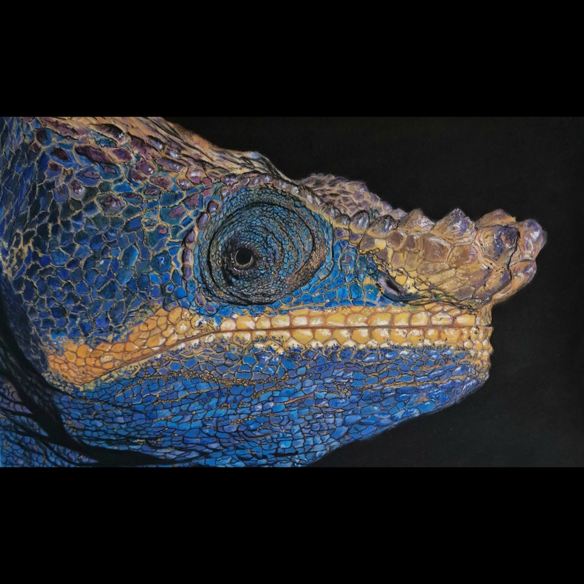 Parson Chameleon from Madagaskar,the like to be blue sometimes...pastels on  pastelmat 50x35cm
#chameleon #pastelartwork #wildlifeartwork #wildlifeartist #animaldrawing #reptiledrawing #reptiles #reptileart #pastelportrait #closeupart #pastelartist #detailedart