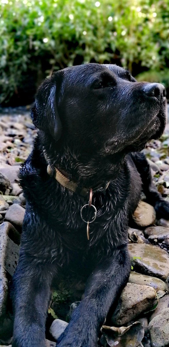 Still here! Just chilling. Been really hard getting around now.  Difficult for me to get up off the floor. I'm still enjoying my walks. I've even been running away, undetected 😂 Speak soon x