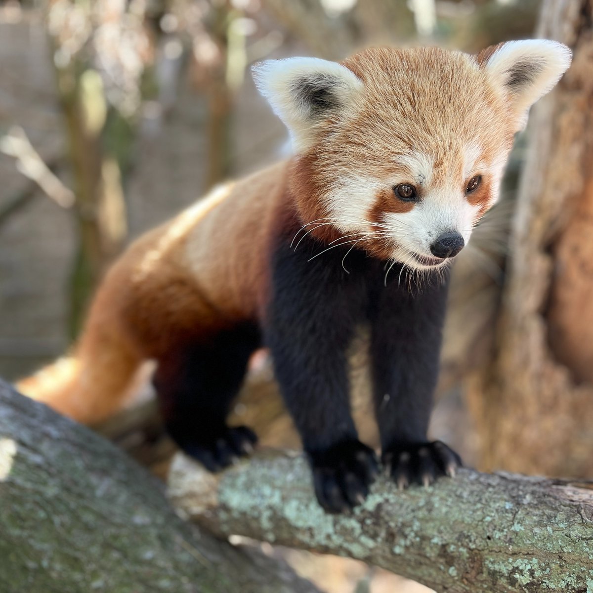 Do you have a red panda shirt? Wear it to the Zoo on September 17th and you’ll receive a FREE ride token in honor of #InternationalRedPandaDay! Be sure to tag us on social media and show that you want to #savetheredpanda!