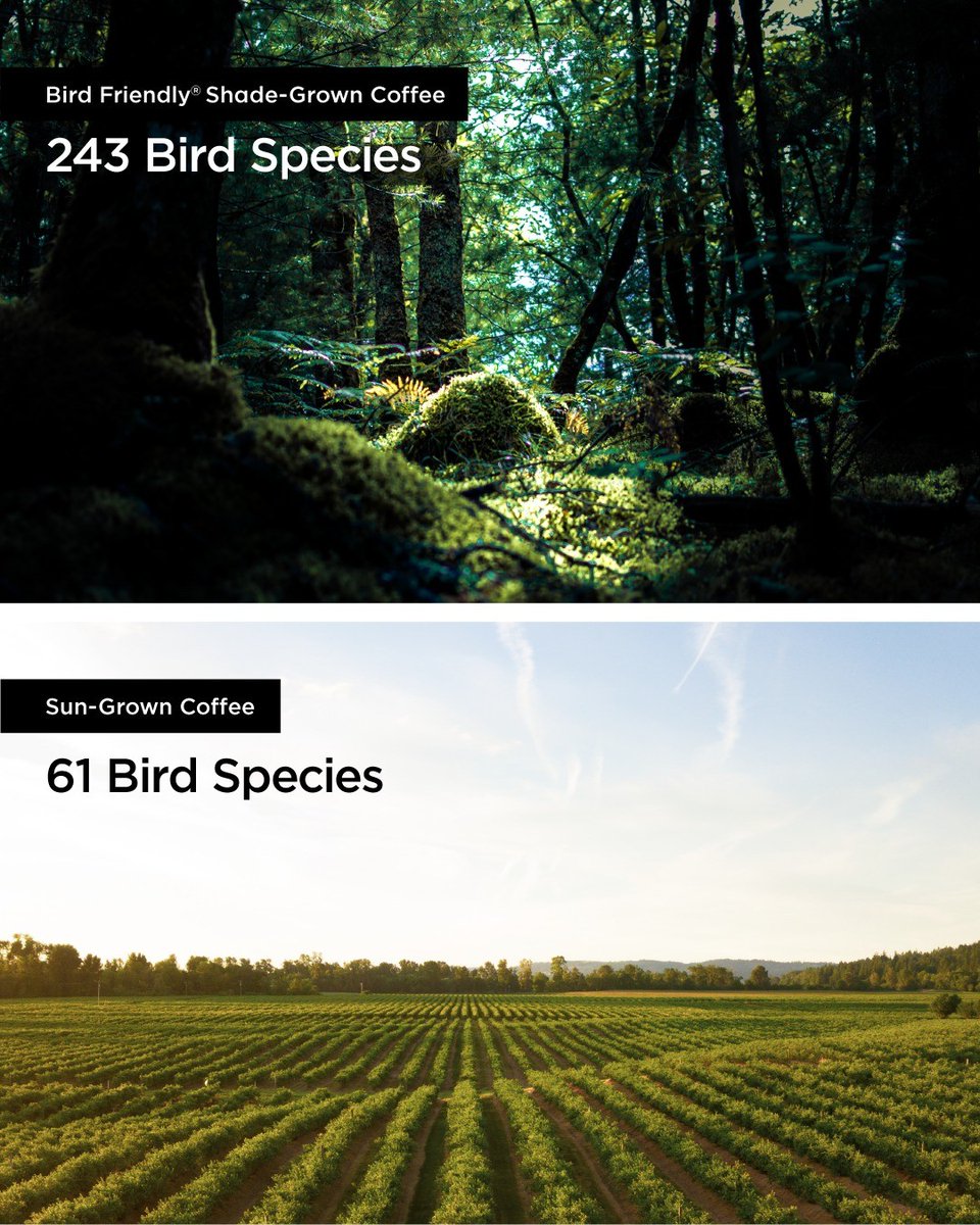BirdsBeans's tweet photo. Shade-grown coffee supports the natural habitats for 243 bird species as opposed to just 61 bird species with sun-grown coffee. Choose Smithsonian Bird Friendly® coffee to support their habitats and the planet.

#organicliving #organicproduct #coffee #coffeeculture #coffeegram #t https://t.co/uji99kOsns