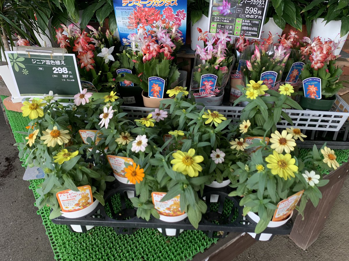 drumsyuu's tweet photo. お仲間を今日発見しました❗️僕の好きな花はジニアという名前のようです🌼

#ジニア https://t.co/sr5m1dHxyj