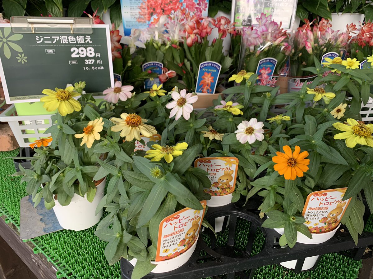 drumsyuu's tweet photo. お仲間を今日発見しました❗️僕の好きな花はジニアという名前のようです🌼

#ジニア https://t.co/sr5m1dHxyj