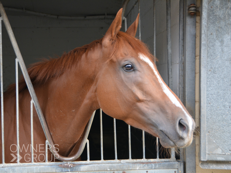 Dutch Decoy is back in action tomorrow, running live on <a href="/itvracing/">ITV Racing</a> in the 1:20 <a href="/ayrracecourse/">Ayr Racecourse</a>. He has already won five times in 2022! ⭐️Good luck to all of his owners. #DutchDecoy