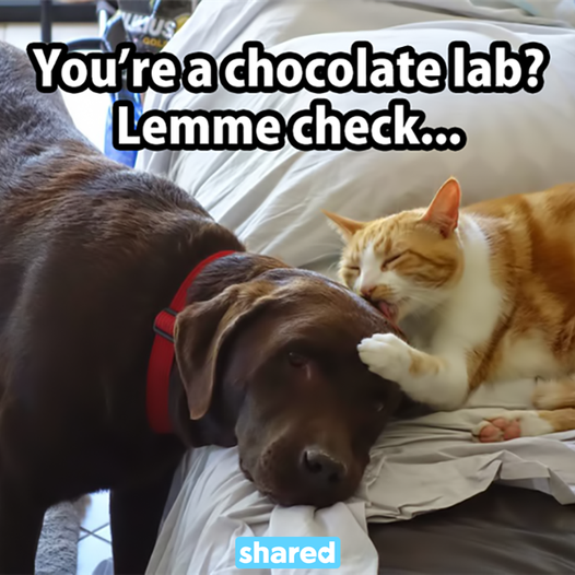 Happy Friday!! 🐶🐱
#dogsrock #catrock #valuepetsupplies
