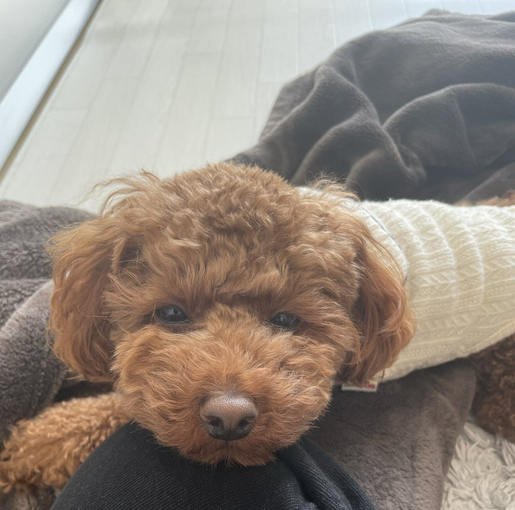 __01219's tweet photo. ふにゃふにゃ😴😴

#tinypoodle
#タイニープードル https://t.co/QAuJcWCBNg