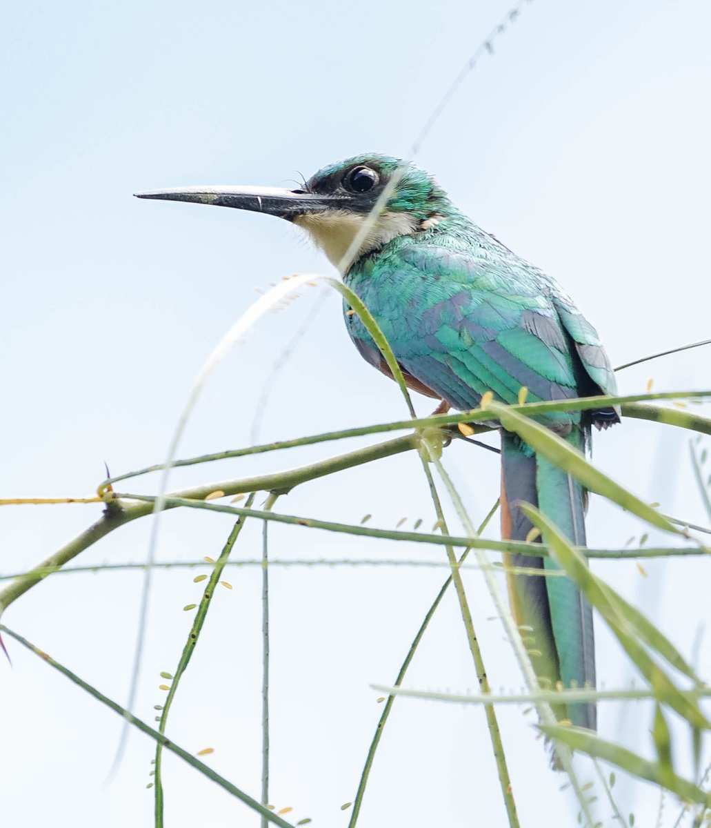 jgonzalezr11's tweet photo. Retomando actividades en Twitter con un hermoso Jacamar.

#Avesdeinspiración https://t.co/XjYILAP49v