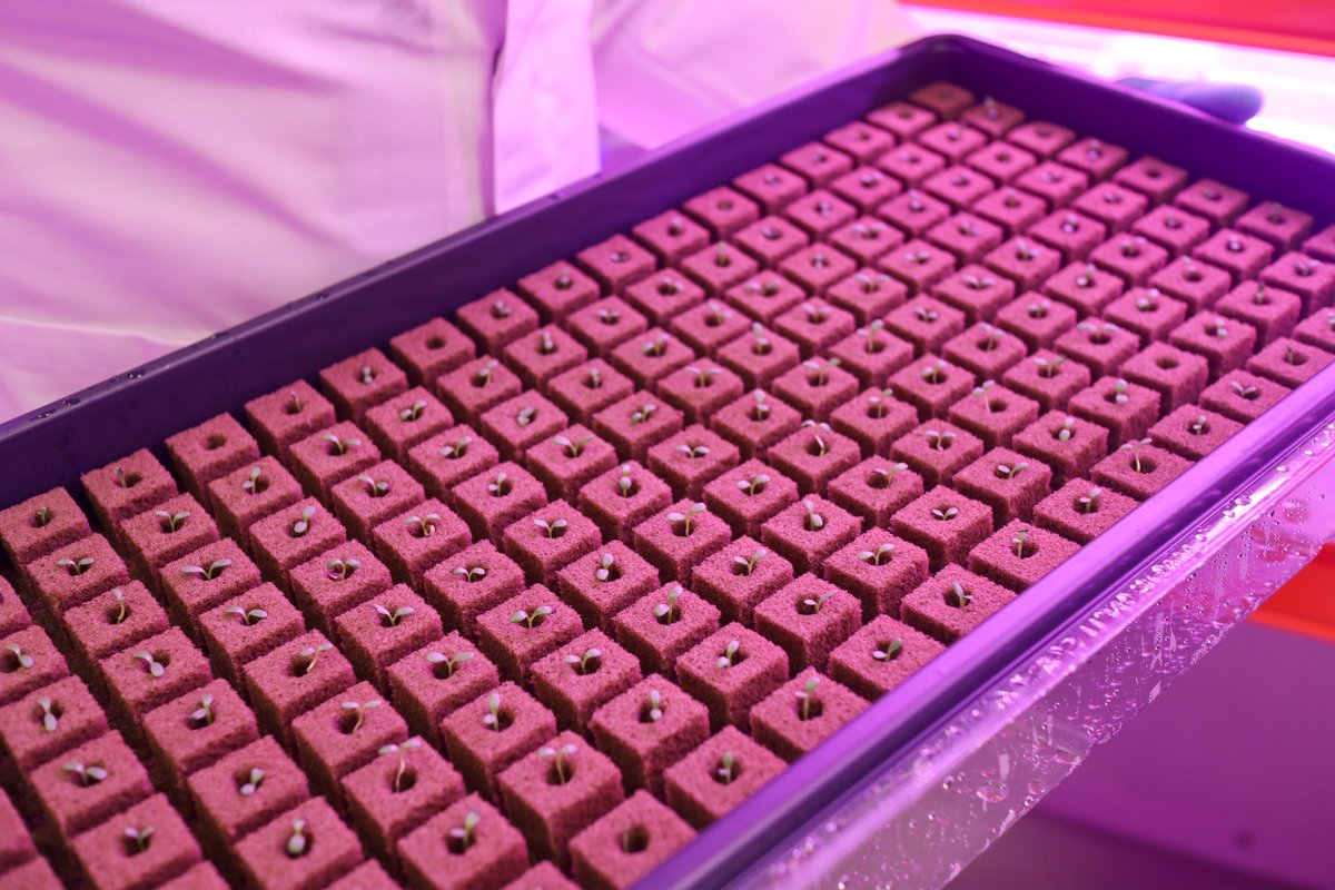 Did you know that at Bustanica, we have over half a million seeds in our nursery at any time germinating and in early development?

#seeds #plantscience #hydroponics #sustainability #uae #dubai #cropone