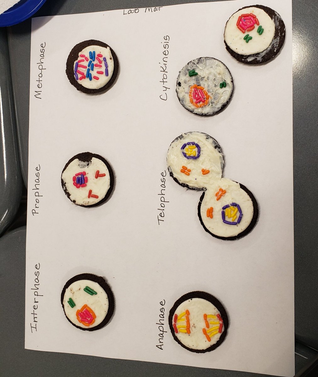 thostacy's tweet photo. We had so much fun constructing models of mitosis with cookies and sprinkles! https://t.co/1tSROpjaCh