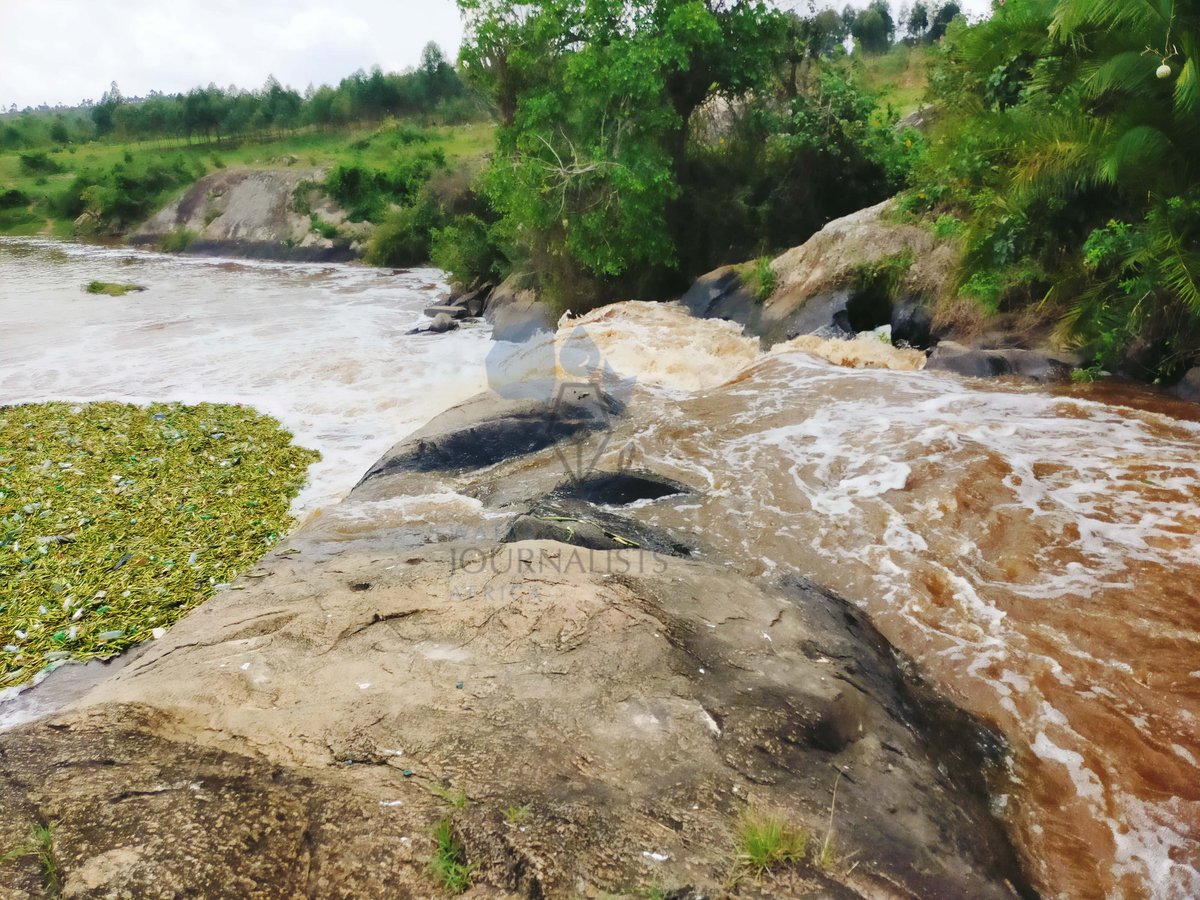 PaleWaterUg's tweet photo. Water Hyacinth + Plastics are aggressively spreading across sections of River Rwizi in Mbarara.

#SaveRiverRwizi
#PaleWater
#EndPlasticPollution

📷 @AdellaMbabazi 

Cc: @H2Ojournalists @infoNILE @Mugira @RamaTED19 https://t.co/6zPj8AOVF4