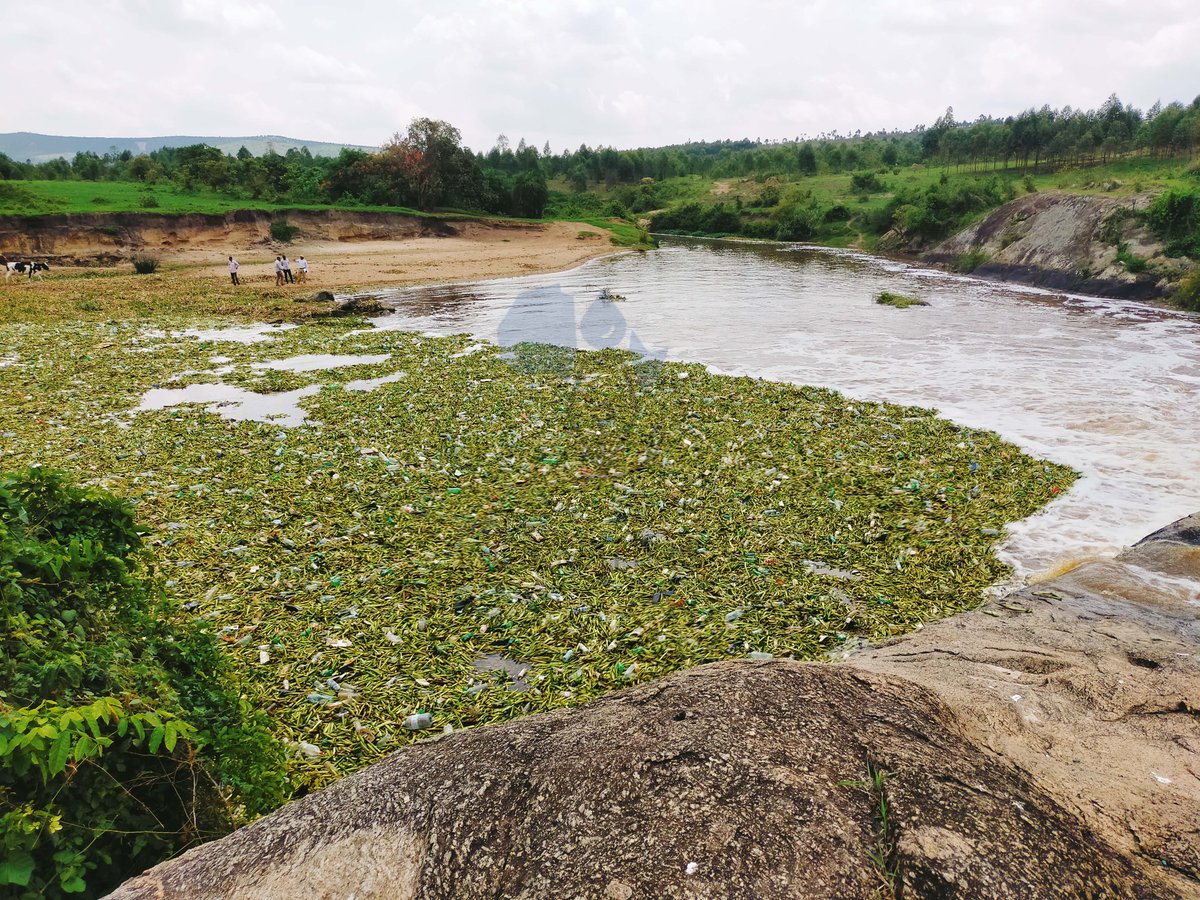 PaleWaterUg's tweet photo. Water Hyacinth + Plastics are aggressively spreading across sections of River Rwizi in Mbarara.

#SaveRiverRwizi
#PaleWater
#EndPlasticPollution

📷 @AdellaMbabazi 

Cc: @H2Ojournalists @infoNILE @Mugira @RamaTED19 https://t.co/6zPj8AOVF4