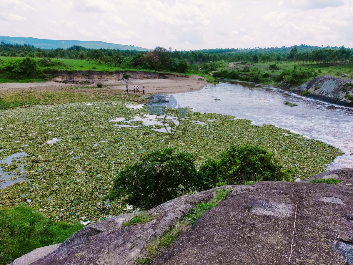 Water Hyacinth + Plastics are aggressively spreading across sections of River Rwizi in Mbarara.

#SaveRiverRwizi
#PaleWater
#EndPlasticPollution

📷 <a href="/AdellaMbabazi/">#DellaShots 🇺🇬</a> 

Cc: <a href="/H2Ojournalists/">water journalists</a> <a href="/infoNILE/">InfoNile</a> <a href="/Mugira/">Fredrick Mugira</a> <a href="/RamaTED19/">Ramadhan Kimbugwe</a>