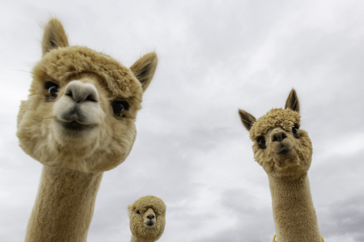 Noval33t's tweet image. voy a hacer un hilo de cosas que he aprendido leyendo sobre las ALPACAS