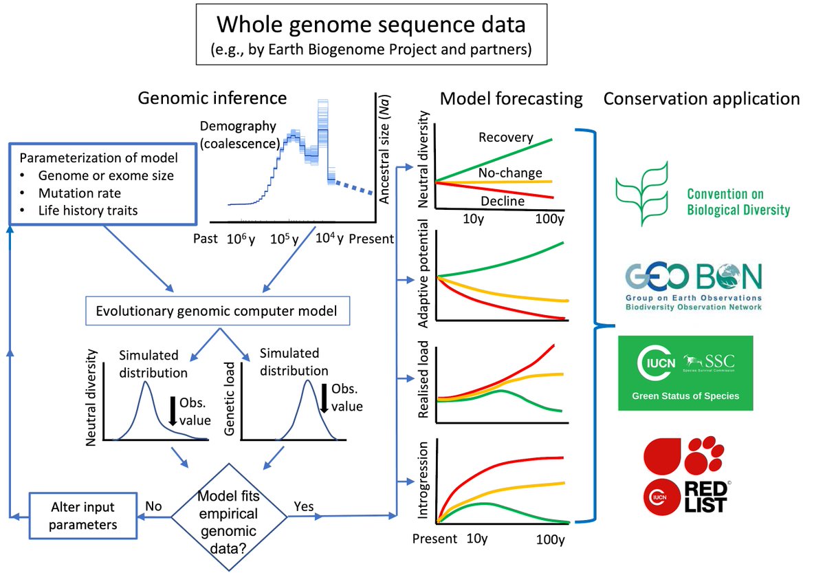 The current #environment crisis threatens the long-term viability of species. In this perspective, we propose to combine genomic analyses with modelling to improve extinction risk and recovery assessments. See below. #ClimateCrisis #Genomics #conservation biorxiv.org/content/10.110…