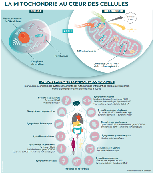 MitoNice2022's tweet photo. Elles constituent à elles seules tout un univers avec leur propre #ADN, leur complexité biologique et leurs symptômes multiples. Malgré cela, les premières thérapies innovantes émergent pour certaines pathologies.  #MitoNice https://t.co/TyZWeEd2aj