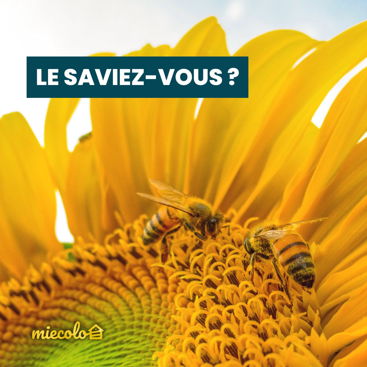 [#Lesaviez-vous ?]
Les #abeilles ouvrières #butinent jusqu'à la mort !

En été, elles vivent entre 5 et 6 semaines, en moyenne 🐝