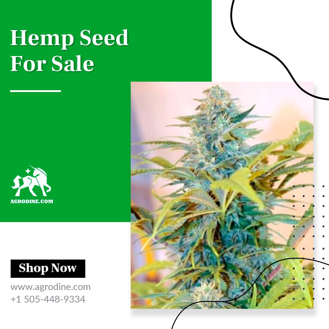 agrodine's tweet photo. You're looking for a great Indica strain to help you relax, but don't want to feel too drowsy. #Hemp_seed_for_sale allows you to buy different strains and they can be cultivated indoors as well as outdoors. #agrodine
https://t.co/3rcPPNp4Y8 https://t.co/CUrMDXjD9i