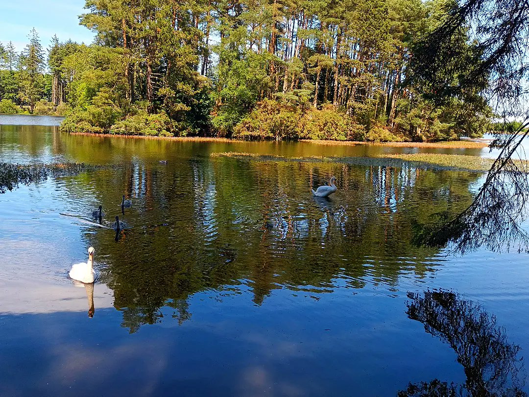 lucyswildlife's tweet photo. I love it here, look how pretty!! As my seasonal ranger position is nearing it's end I thought I'd do a lil beecraigs appreciation post π₯° #assistantranger #rangerservice #swans #landscape #nature https://t.co/P5MHt5KMTA