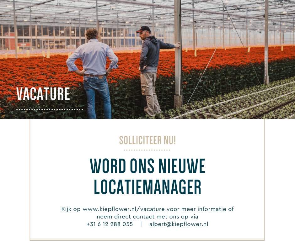 🕵️ Kiepflower is opzoek naar een manager met groene vingers voor onze 2ha chrysanten productie locatie. Heb jij ervaring met de chrysanten teelt en alles hieromheen, kom dan eens met ons praten over de mogelijkheden. 🌼

🌐 Kijk op kiepflower.nl/vacature voor meer informatie