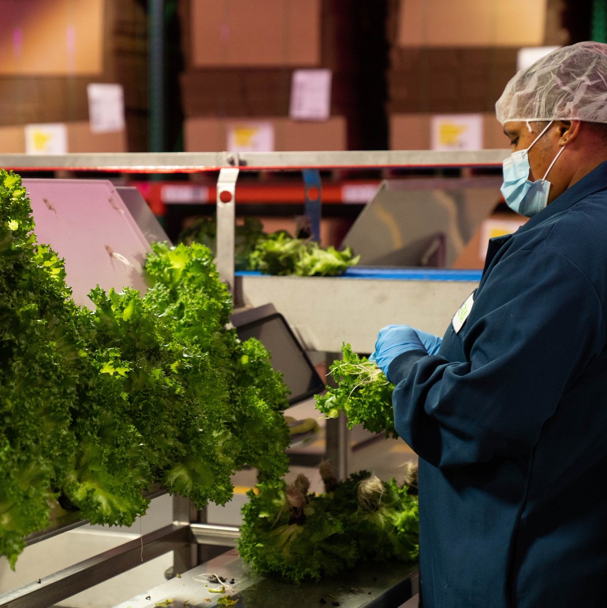 Kalera products are always fresh—grown, shipped and sold locally while under the constant surveillance and care of our Quality Assurance teams!
