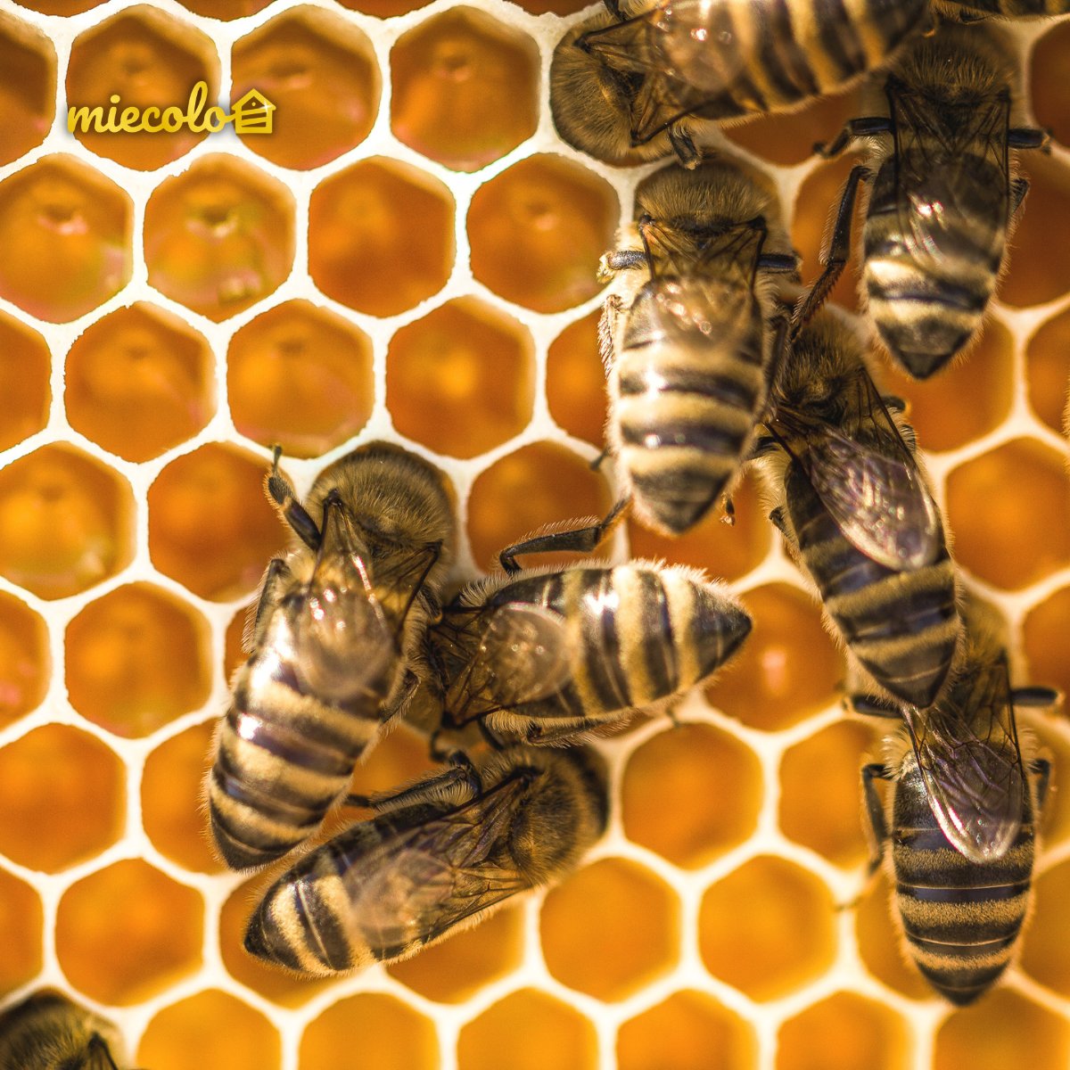 Les #ruches sont l'un des espaces les plus propres et stériles qui existent !

Les #abeilles ouvrières nettoient les #alvéoles entre chaque utilisation et se débarrassent de tous les corps d'abeilles et de #larves 🐝

Peu de maisons peuvent se vanter d'être aussi entretenues 🧹