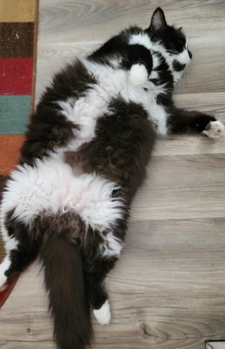 Happzy Fwiday eberywuns!  I'z canz slweep anyzwerz...even on da laundry ruum floor!

#Beazycat
#SleepWhereYouDrop
#jellybellyfriday