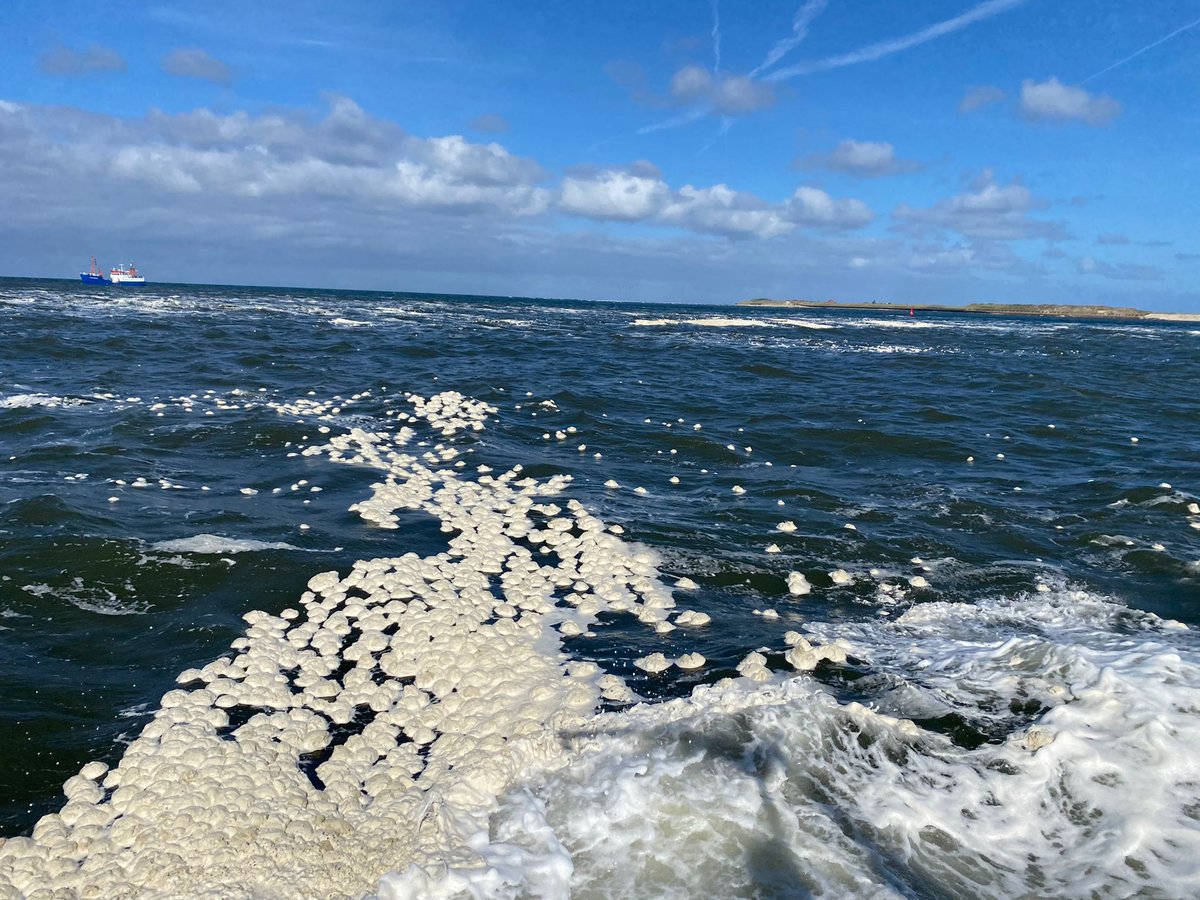 Gute Küste Niedersachsen (@gutekueste) on Twitter photo We are back in the tidal inlets Otzumer Bajle and Harle with #RVOtzum and #RVSenckenberg sampling for benthos and sediment. Encountered an impressive algae bloom on site. #SpiekeroogCO @icbm_uol <a href="/Senckenberg/">SENCKENBERG</a> am Meer @UniOldenburg We are back in the tidal inlets Otzumer Bajle and Harle with #RVOtzum and #RVSenckenberg sampling for benthos and sediment. Encountered an impressive algae bloom on site. #SpiekeroogCO @icbm_uol <a href="/Senckenberg/">SENCKENBERG</a> am Meer @UniOldenburg