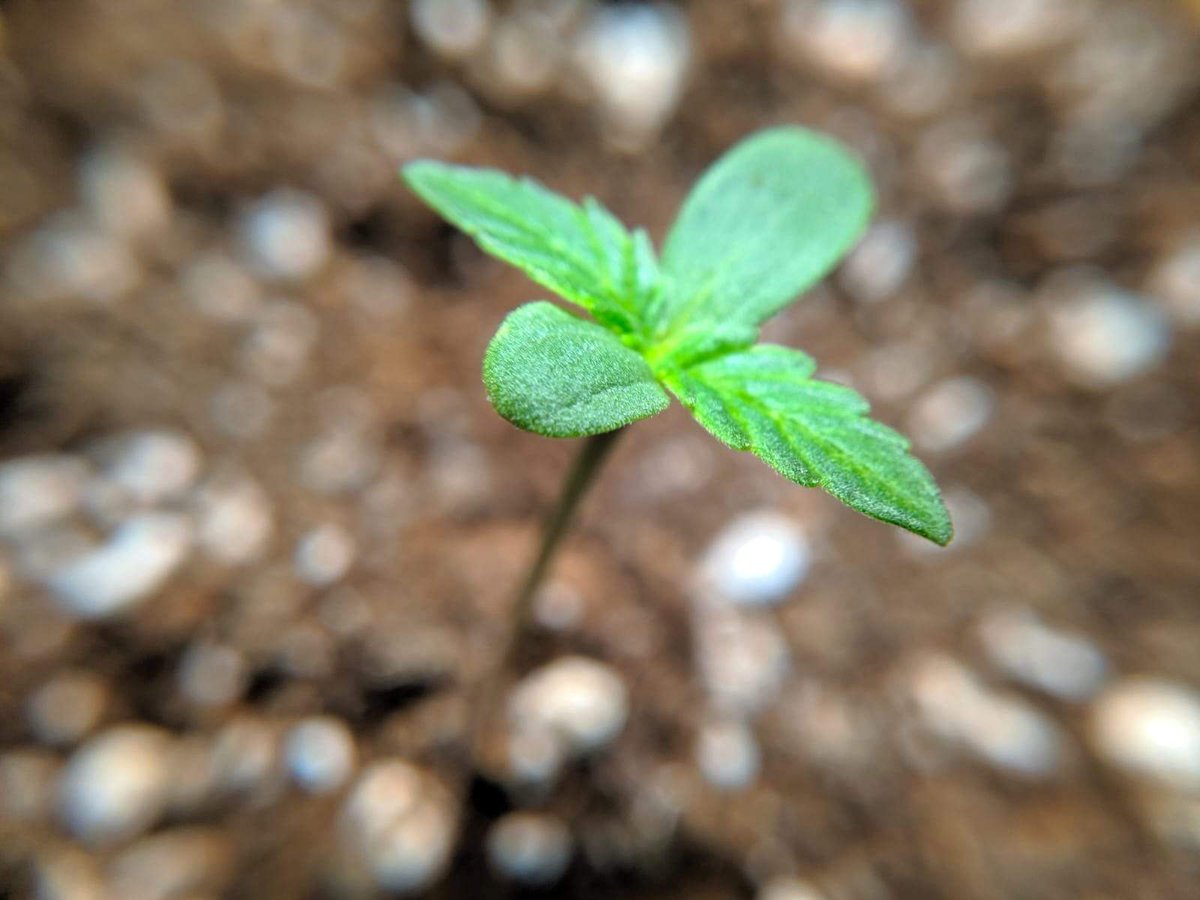 It's time to start thinking about growing indoors! 
What strain are you thinking to start with?