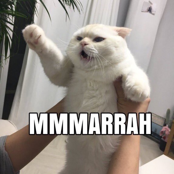 kochengfs's tweet photo. 🐈 drop meme kucing di reply kaya gini dong https://t.co/9f117nfEfs