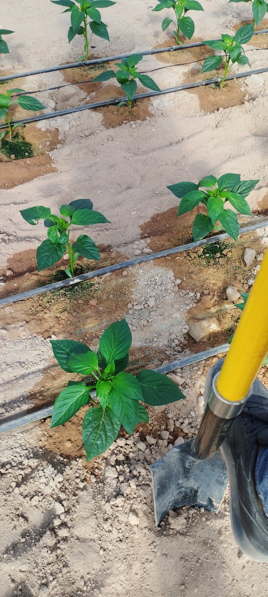 dan_Kay72's tweet photo. 2nd Year for the "Root of the matter Project" has started. Looking forward for a great and interesting results.
#Capsicumannuum 
#Nitrogen_fertilization_regimes.
#Arava https://t.co/Fa9cqIfz0g