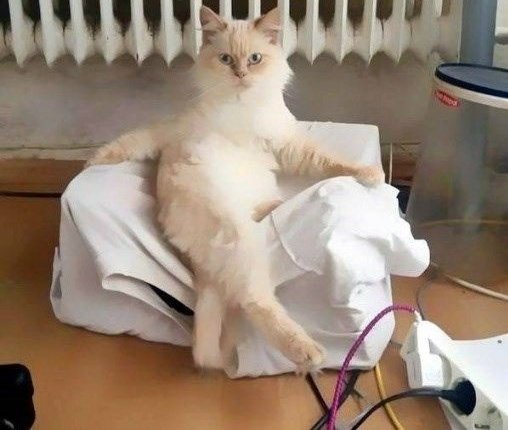 hererapuyuta's tweet photo. "Everyone must know, im fabolous"
#YUKITTY
#YUTAKITTEN
#AiKitten
#YUTA #유타 #中本悠太 #ユウタ #悠太 https://t.co/94cj61BqoJ