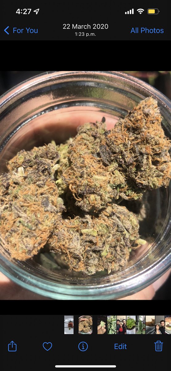 xanatos_sol's tweet image. GM fam!! What’s your favorite Cannabis strain and why? 👀 #DeBreeder