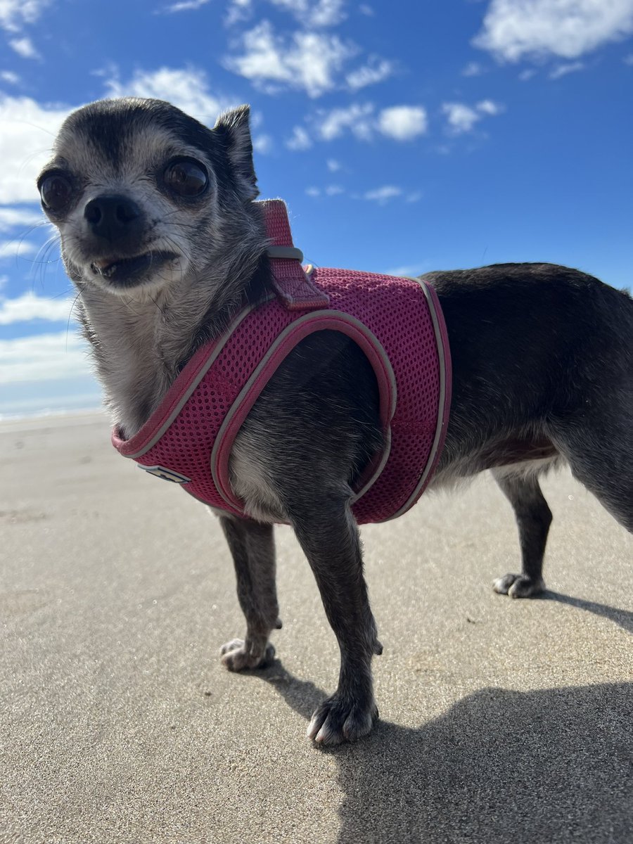 whitehouse_jo's tweet photo. My fur babies 🐶🐕🦮 #Chihuahua #chihuahuadog #furbabies https://t.co/iNIukJSTCP