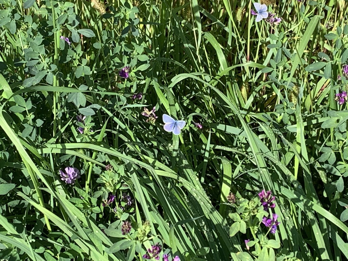 Funkelschoen's tweet image. Am Wegesrand paradiesische Zustände❤️🥰 #Insekten #Faltertierchen #Feldweg #Naturschutzgebiet #nature #Natur #Naturephotography ….