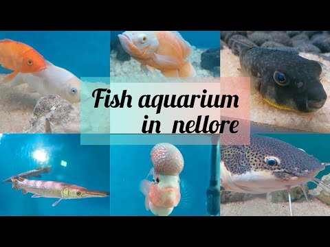 museum_nature's tweet photo. fish aquarium| tunnel aquarium |freshwater aquarium #Freshwater #MotherNature #MotherEarth #Water #World [Video]: hello everyone! today's video fish aquarium | tunnel aquarium This exhibition is located at a distance of five kilometers from ... https://t.co/ptBytx4nKf https://t.co/Oc3hvgENDb
