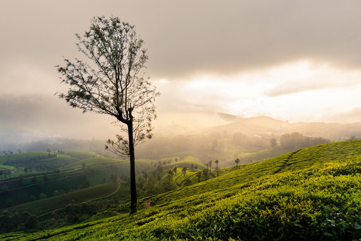 fotofilepanda's tweet photo. Sunset over tea plantations - Happy Friday!

#photography #munnar #NFTCommunity #NFTphotos #indiatravel https://t.co/tWaA252a5D