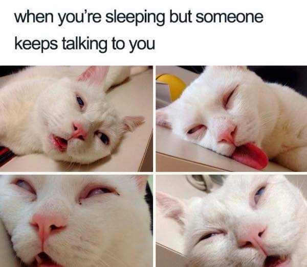 HeatherWeidner1's tweet photo. Truth! #sleeping #tryingtosleep #goaway #caturday https://t.co/h88z9P3Mks