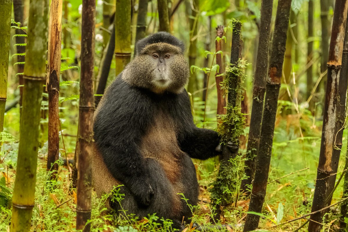 INBARofficial's tweet photo. The fight to save the world’s second-largest rainforest just received reinforcements! INBAR’s new membership into the #CongoBasinForest Partnership ensures that #bamboo will be on the frontlines safeguarding Central African forestland.
https://t.co/xuqPHM1KDR
@cbfp_pfbc #CBFP https://t.co/YW6ICKyfrB