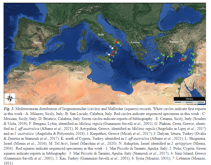 MeditMarSci's tweet photo. Mediterranean spreading of the bicolor purse oyster, Isognomon bicolor, and the chicken trigger, Malleus sp., vs. the Lessepsian prejudice
MATTEO GARZIA, GIULIA FURFARO, WALTER RENDA, et al.
DOI: https://t.co/88BMqkXNJI
#alienspecies #DNAbarcoding #molecularsystematic #Isognomon https://t.co/g57NjlAdfS