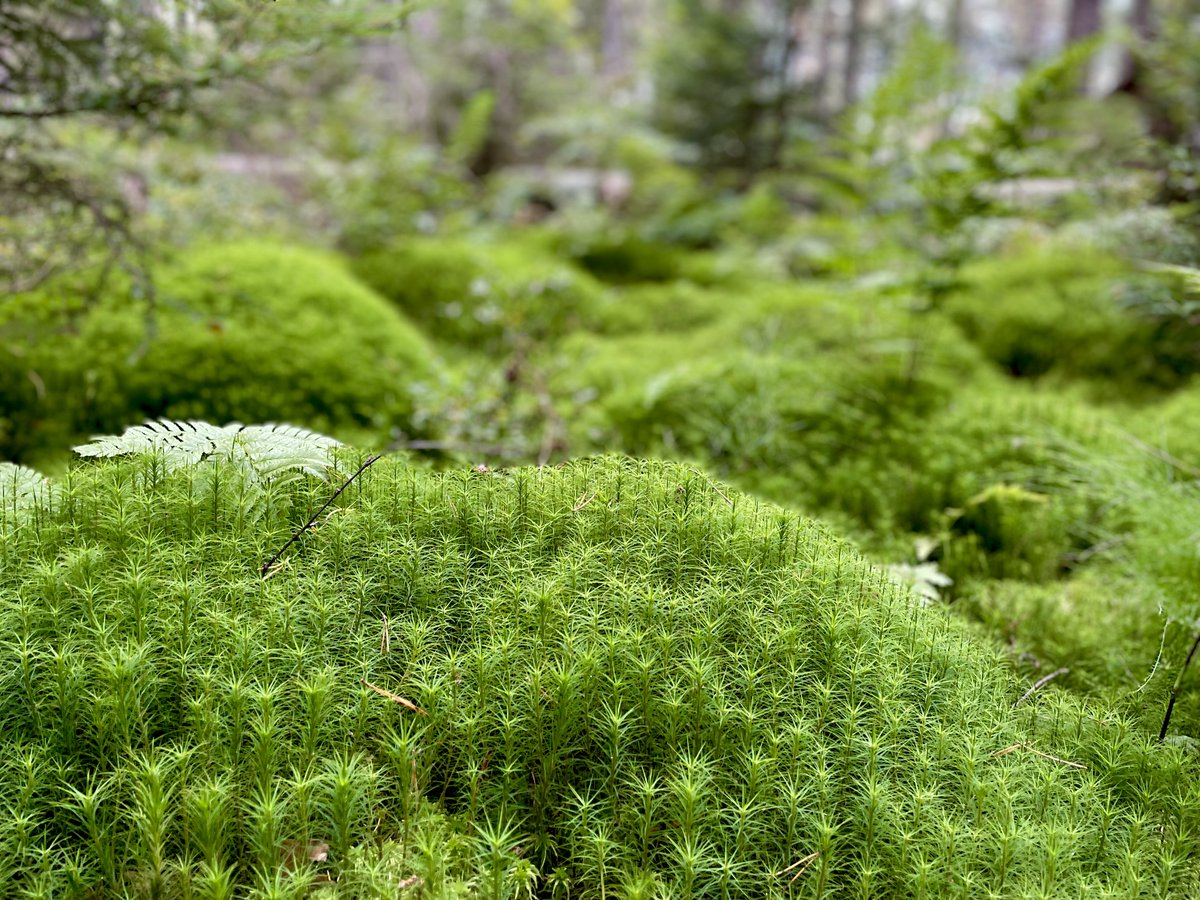 The Stelkens Lab is looking for a #postdoc in #yeast evolution and genomics! Start date asap. 2-year period with possible extension. Project is flexible but should involve experimental evolution, #Saccharomyces, and fundamental questions in evolutionary biology. Come join us!