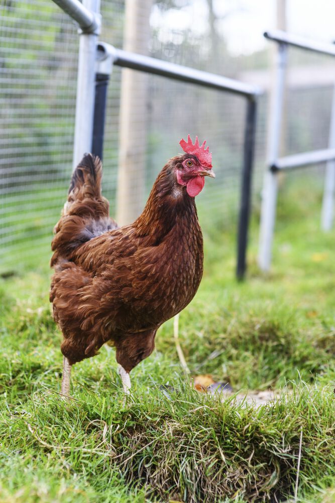 Bath City Farm tweet media